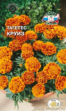 Семена цветов, Бархатцы или тагетес Круиз отклоненный, красно-коричневые с желтым краем Евро, 0,2 гр, Седек