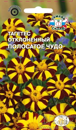 Семена цветов, Бархатцы или тагетес Полосатое чудо отклоненный, золотисто-коричневый Евро, 0,1 гр, Седек