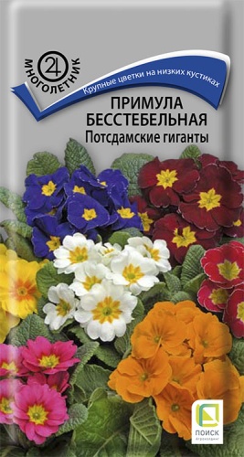 Семена цветов Примула бесстебельная Потсдамские гиганты, 0,05гр, ПОИСК
