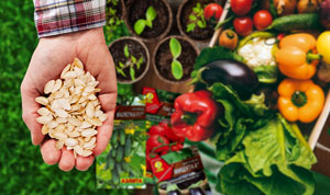 Купить семена овощей оптом в Крыму