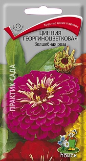 Семена цветов, Цинния георгиноцветковая Волшебная роза, 0,4гр, ПОИСК