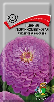 Семена цветов, Цинния георгиноцветковая Фиолетовая королева, 0,4 гр, Поиск