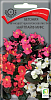 Семена цветов, Бегония вечноцветущая бронзоволистная Найтлайф Микс, 15шт, ПОИСК