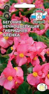 Семена цветов, Бегония Аленка F1 (вечноцветущая, малиново-розовая), СЕДЕК