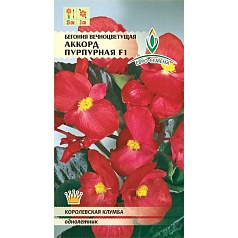 Семена цветов, Бегония Аккорд Пурпурная F1 Вечноцветущая, 10 шт, ЕВРО-СЕМЕНА