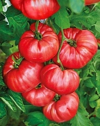 Что нужно для высокого урожая томатов?