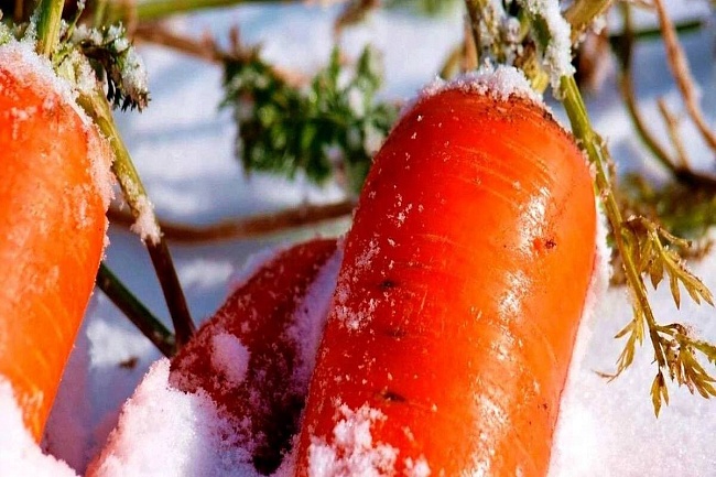 Посев моркови под зиму