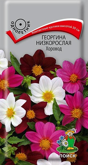 Семена цветов, Георгина низкорослая Хоровод, 10 шт, Поиск