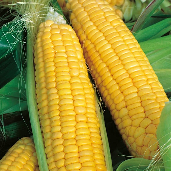 Семена овощей, Кукуруза сахарная "Лакомка", 25г