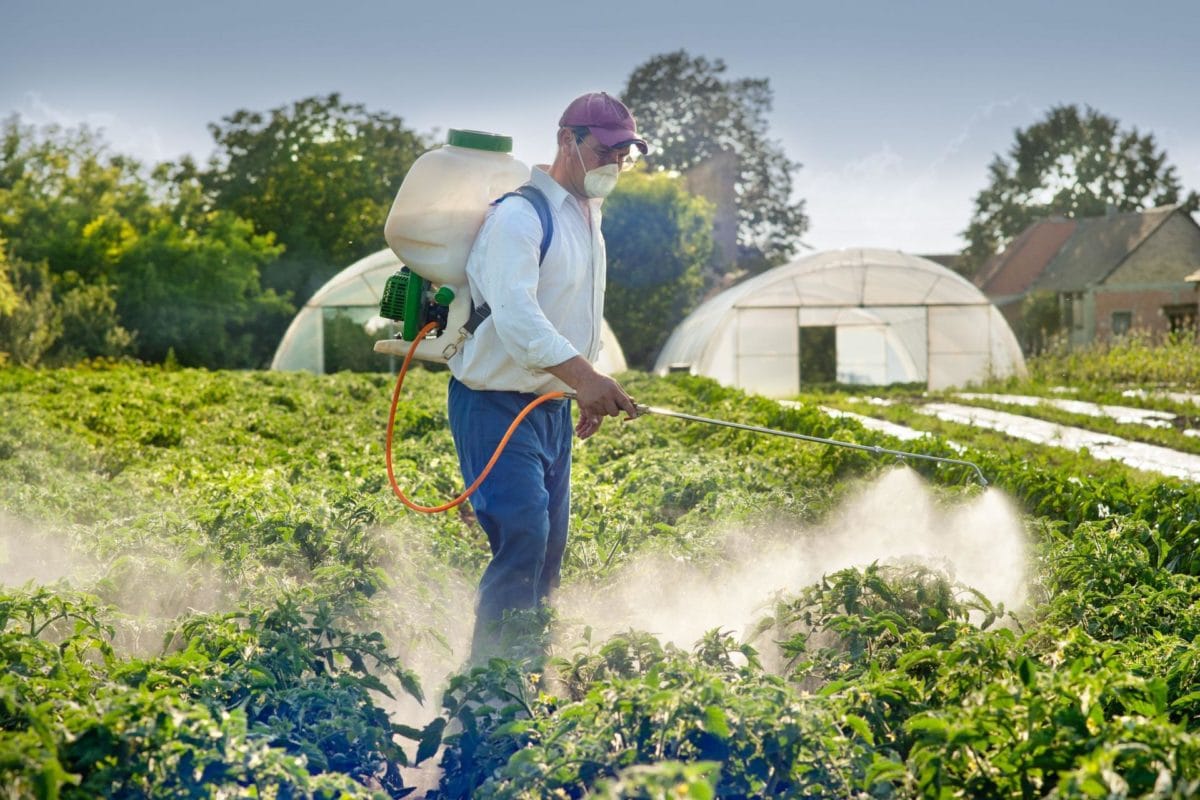 Как сократить применение пестицидов в теплице