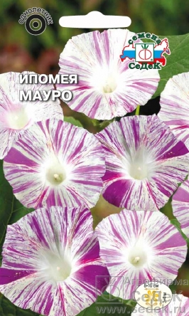 Ипомея Мауро тип пурпурная, белая с малиновыми штрихами Евро, 0,2 гр Седек