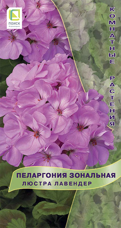 Семена цветов, Пеларгония зональная Люстра Лавендер, 5шт, ПОИСК