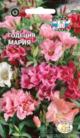 Семена цветов, Годеция Мария крупноцветковая, махровая смесь Евро, 0,2 гр, Седек
