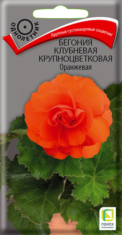 Семена цветов Бегония клубневая крупноцветковая Оранжевая, 5шт, ПОИСК