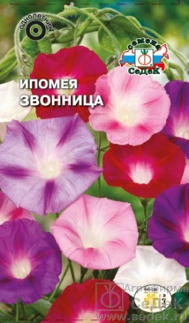 Семена цветов, Ипомея Звонница вид пурпурная, смесь цветов Евро, 0,5 гр, Седек