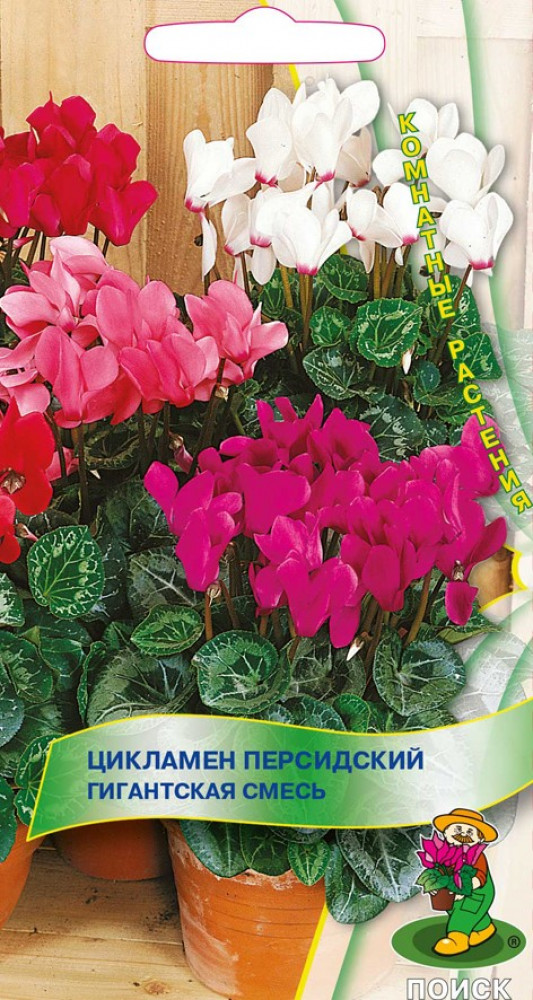 Семена цветов, Цикламен персидский, Гигантская смесь комнатные растения, 2шт, ПОИСК
