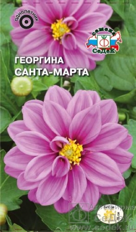 Семена цветов, Георгина Санта-Марта фиолетовая Евро, 0,2 гр, Седек
