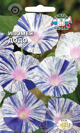 Ипомея Додо вид пурпурная, белая с синими штрихами Евро, 0,2 гр Седек