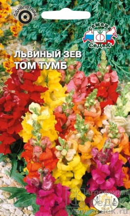 Львиный зев Том Тумб карликовый, смесь цветов Евро, 0,1 гр, Седек