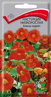 Семена цветов, Настурция низкорослая Аляска Скарлет, 1гр, ПОИСК