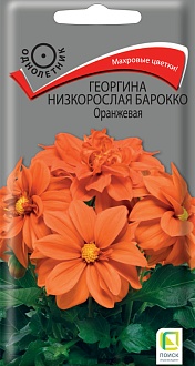 Семена цветов, Георгина низкорослая Барокко Оранжевая, 0,1гр, ПОИСК