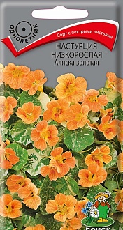 Семена цветов, Настурция низкорослая Аляска золотая, 1гр, ПОИСК