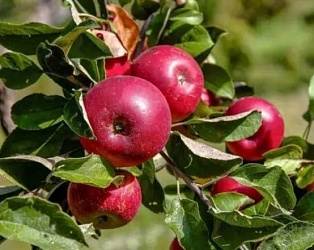 Удобрения для хорошего урожая яблок