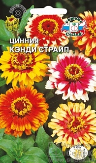 Семена цветов, Цинния Канди страйп хризантемовидная, смесь цветов со штрихами Евро, 0,5 гр, Седек