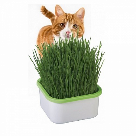 Выращиватель "Здоровья КЛАД" для микрозелени + подарок 1порция кресс-салата