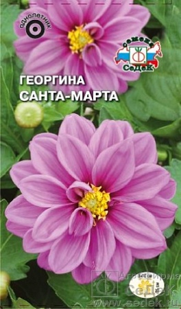Георгина Санта-Марта фиолетовая Евро, 0,2 гр Седек