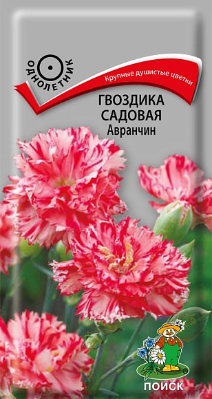 Гвоздика садовая Авранчин, 0,1гр, ПОИСК