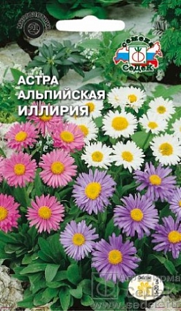 Астра Иллирия альпийская,смесь цветов Евро, 0,1 гр 25 Седек