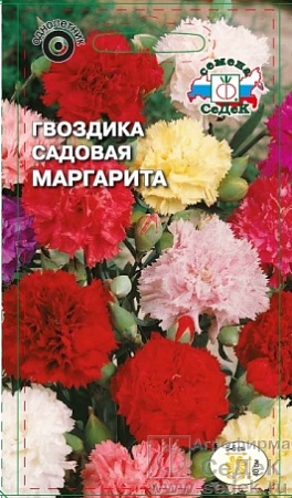 Гвоздика Маргарита вид садовая, смесь цветов Евро, 0,1 гр Седек