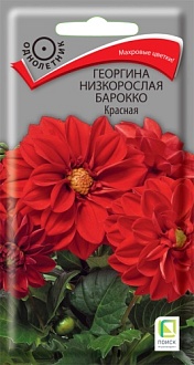 Семена цветов Георгина низкорослая Барокко Красная, 0,1гр, ПОИСК