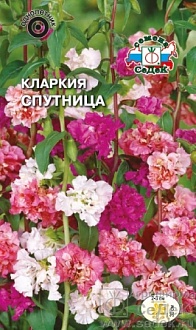 Семена цветов, Кларкия Спутница Евро, 0,2 гр, Седек