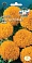 Семена цветов, Тагетес Апельсиновый рай, Евро, 0,2, СЕДЕК