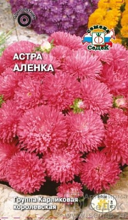 Астра Алёнка карликовая королевская ярко-розовая Евро, 0,2 гр, Седек