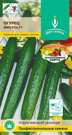 Огурец Микула F1 цветной пакет 0,25 гр, раннеспелый,  партенокарпический, гладкий, салатный Евро-семена